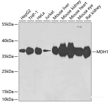 Western blot analysis of extracts of various cell lines using BAG2 Polyclonal Antibody at dilution of 1:1000.