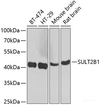 Western blot analysis of extracts of various cell lines using CAPRIN1 Polyclonal Antibody at dilution of 1:500.