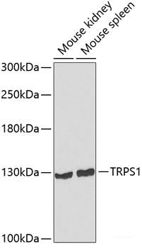 Western blot analysis of extracts of various cell lines using PDE6A Polyclonal Antibody at dilution of 1:1000.