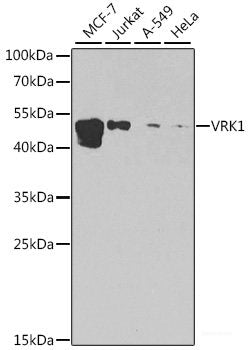 Immunofluorescence analysis of U2OS cells using PLOD1 Polyclonal Antibody at dilution of  1:100. Blue: DAPI for nuclear staining.