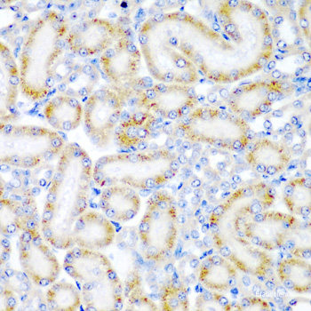 Immunofluorescence analysis of MCF7 cells using Histone H4 Polyclonal Antibody