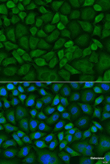 Western blot analysis of extracts of various cell lines using VRK1 Polyclonal Antibody at dilution of 1:1000.