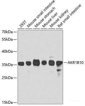 Western blot analysis of extracts of various cell lines using JMJD4 Polyclonal Antibody at dilution of 1:5000.