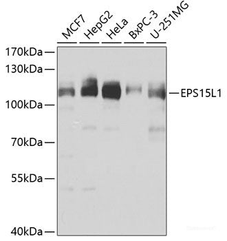 Western blot analysis of extracts of various cell lines using USP26 Polyclonal Antibody at dilution of 1:1000.