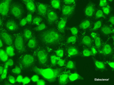Western blot analysis of extracts of various cell lines using MSRB3 Polyclonal Antibody at dilution of 1:1000.