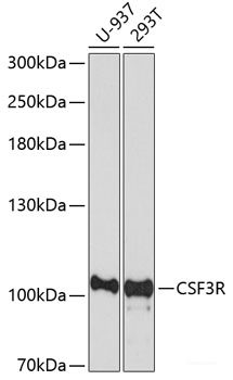 Immunofluorescence analysis of U2OS cells using PLCD4 Polyclonal Antibody at dilution of  1:100. Blue: DAPI for nuclear staining.