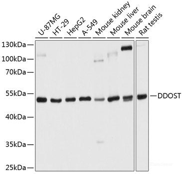 Western blot analysis of extracts of Mouse lung using HSPB6 Polyclonal Antibody at dilution of 1:1000.