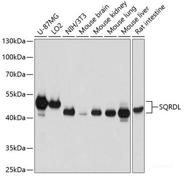 Immunohistochemistry of paraffin-embedded Mouse heart using TRPC1 Polyclonal Antibody