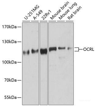 Western blot analysis of extracts of various cell lines using FBLN5 Polyclonal Antibody at dilution of 1:1000.