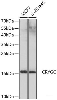 Western blot analysis of extracts of various cell lines using EIF3L Polyclonal Antibody at dilution of 1:1000.
