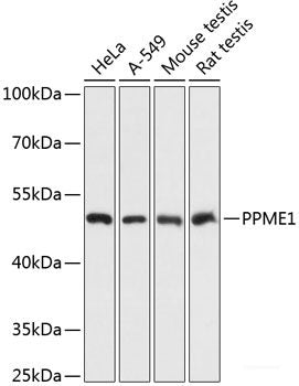 Western blot analysis of extracts of various cell lines using GPX4 Polyclonal Antibody at dilution of 1:1000.