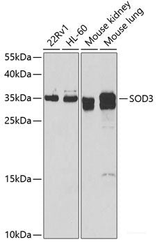 Immunofluorescence analysis of C6 cells using PINK1 Polyclonal Antibody at dilution of  1:100 (40x lens). Blue: DAPI for nuclear staining.