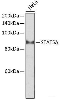 Western blot analysis of extracts of various cell lines using KCNS3 Polyclonal Antibody at dilution of 1:1000.