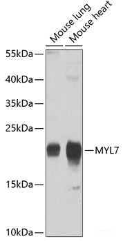 Western blot analysis of extracts of various cell lines using LIMK2 Polyclonal Antibody at dilution of 1:1000.