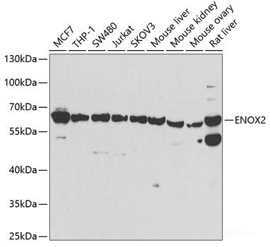 Western blot analysis of extracts of various cell lines using POLD3 Polyclonal Antibody at dilution of 1:1000.