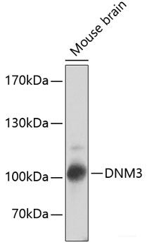 Immunofluorescence analysis of MCF-7 cells using C10orf32 Polyclonal Antibody