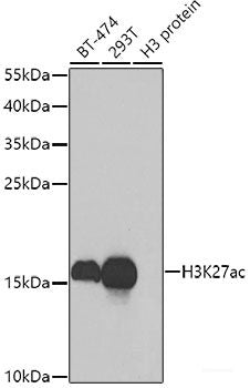 Immunofluorescence analysis of NIH-3T3 cells using BCAT2 Polyclonal Antibody at dilution of  1:100. Blue: DAPI for nuclear staining.