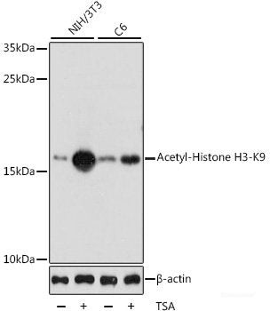 Western blot analysis of extracts of various cell lines using CYP2C18 Polyclonal Antibody at dilution of 1:1000.