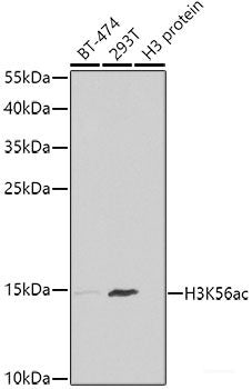 Western blot analysis of extracts of various cell lines using ZBTB48 Polyclonal Antibody at dilution of 1:1000.