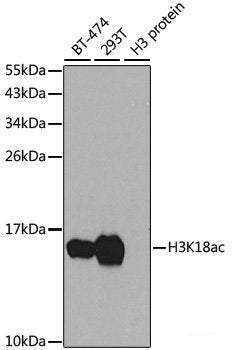Western blot analysis of extracts of various cell lines using HLX Polyclonal Antibody at dilution of 1:1000.