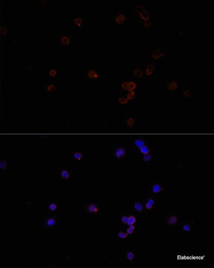 Immunofluorescence analysis of Human placenta cells using LDB3 Polyclonal Antibody at dilution of  1:100. Blue: DAPI for nuclear staining.