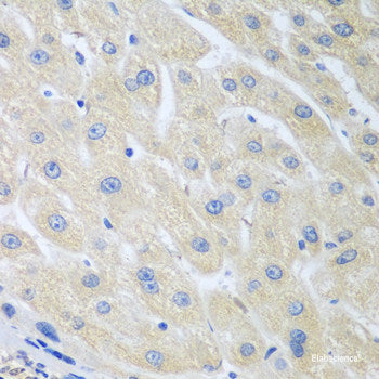 Immunofluorescence analysis of U2OS cells using COX1 Polyclonal Antibody at dilution of  1:100. Blue: DAPI for nuclear staining.