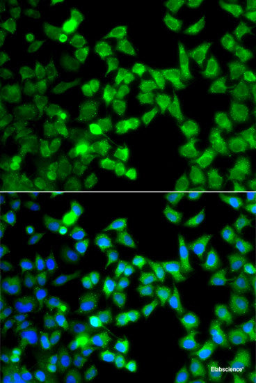 Immunofluorescence analysis of A549 cells using MORF4L2 Polyclonal Antibody