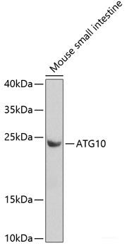 Western blot analysis of extracts of various cell lines using BAX Polyclonal Antibody at dilution of 1:1000.