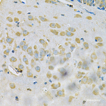 Western blot analysis of extracts of Rat lung using IRF1 Polyclonal Antibody at dilution of 1:1000.