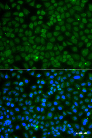 Western blot analysis of extracts of various cell lines using PACSIN2 Polyclonal Antibody at dilution of 1:1000.