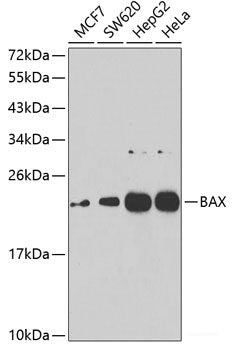 Western blot analysis of extracts of various cell lines using RPL36 Polyclonal Antibody at dilution of 1:1000.
