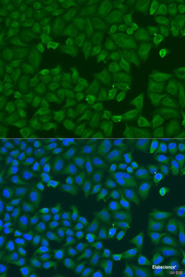 Immunofluorescence analysis of U2OS cells using ADH7 Polyclonal Antibody at dilution of  1:100. Blue: DAPI for nuclear staining.