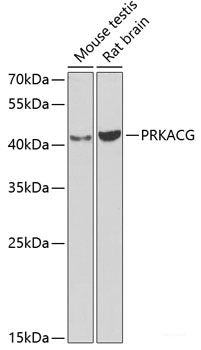 Western blot analysis of extracts of various cell lines using DNM2 Polyclonal Antibody at dilution of 1:1000.