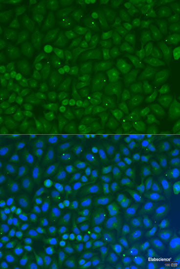 Western blot analysis of extracts of various cell lines using NPTN Polyclonal Antibody at dilution of 1:1000.