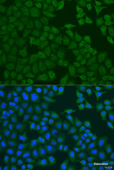 Western blot analysis of extracts of various cell lines using SNX32 Polyclonal Antibody at dilution of 1:1000.
