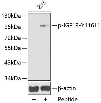 Immunohistochemistry analysis of paraffin-embedded mouse pancreas  using GCG Polyclonal Antibody at dilution of 1:300.