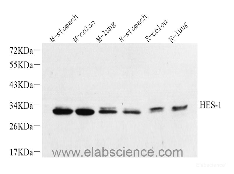 Immunohistochemistry analysis of paraffin-embedded mouse pancreas  using GCG Polyclonal Antibody at dilution of 1:300.