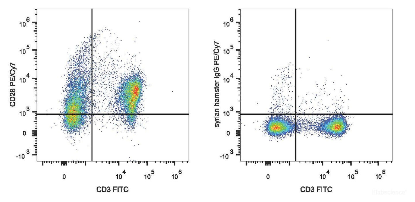 C57BL/6 murine splenocytes are stained with PE/Cyanine7 Anti-Mouse CD28 Antibody and FITC Anti-Mouse CD3 Antibody(Left). Splenocytes stained with FITC Anti-Mouse CD3 Antibody and PE/Cyanine7 Rat IgG1 Isotype Control(Right) are used as control.