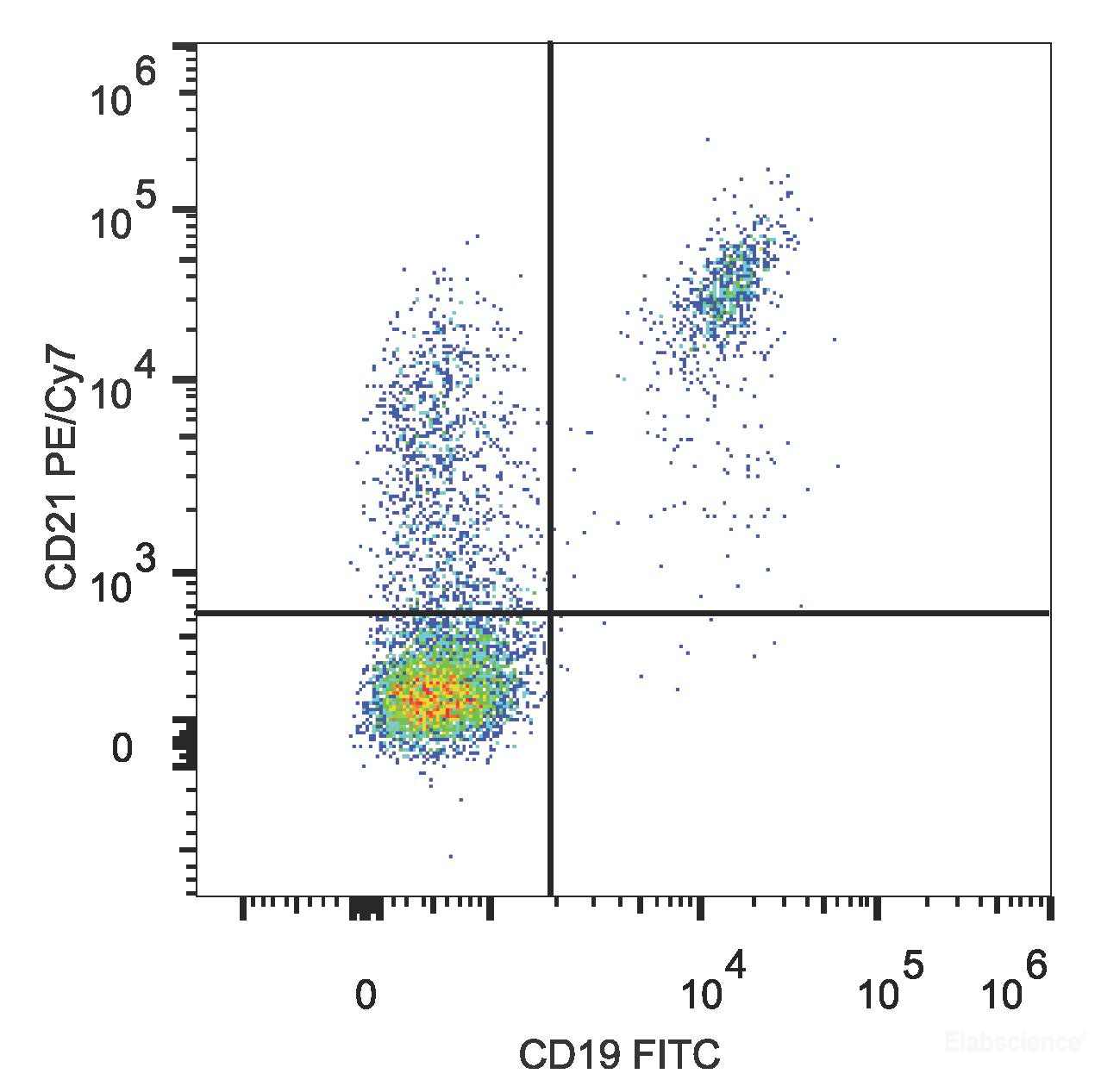 Human peripheral blood lymphocytes are stained with PE/Cyanine7 Anti-Human CD21 Antibody and FITC Anti-Mouse CD19 Antibody.