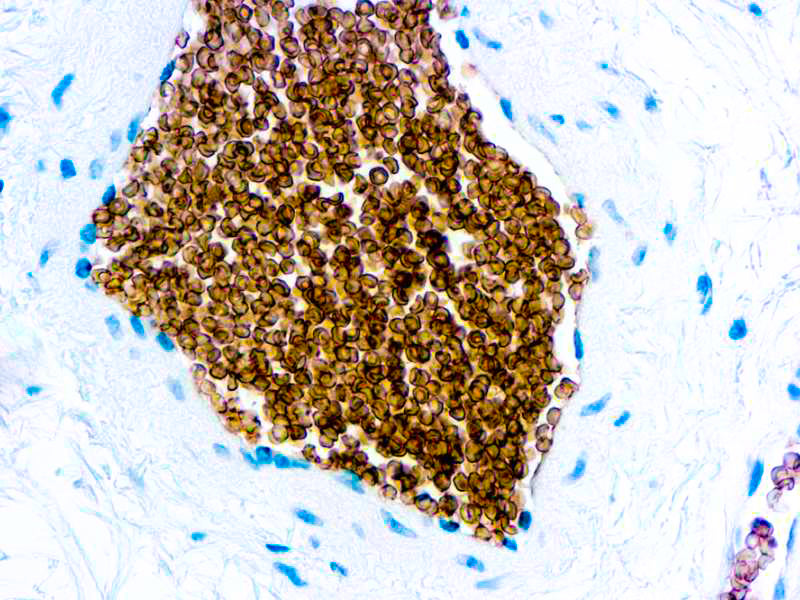 Glycophorin C