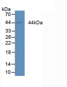 Monoclonal Antibody to Amphiregulin (AREG)