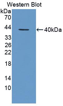 Monoclonal Antibody to Chemokine (C-X-C Motif) Ligand 1 (CXCL1)