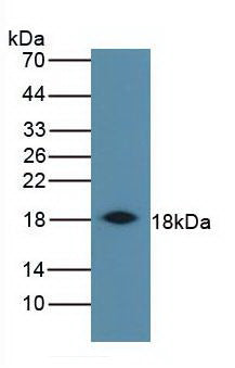 Monoclonal Antibody to Interferon Gamma (IFNg)