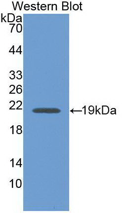 Monoclonal Antibody to Interferon Gamma (IFNg)