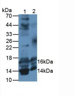 Monoclonal Antibody to Insulin Like Growth Factor 1 (IGF1)