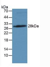 Monoclonal Antibody to Insulin Like Growth Factor Binding Protein 4 (IGFBP4)