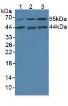 Monoclonal Antibody to Interleukin 1 Alpha (IL1a)