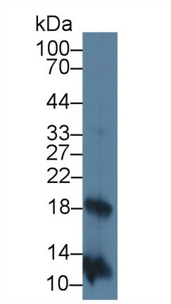 Monoclonal Antibody to Interleukin 2 (IL2)