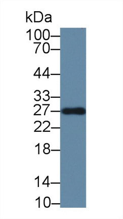 Monoclonal Antibody to Immunoglobulin G1 (IgG1)