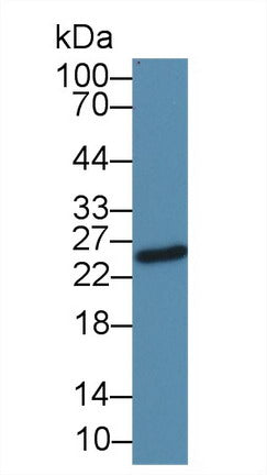 Monoclonal Antibody to Immunoglobulin G1 (IgG1)